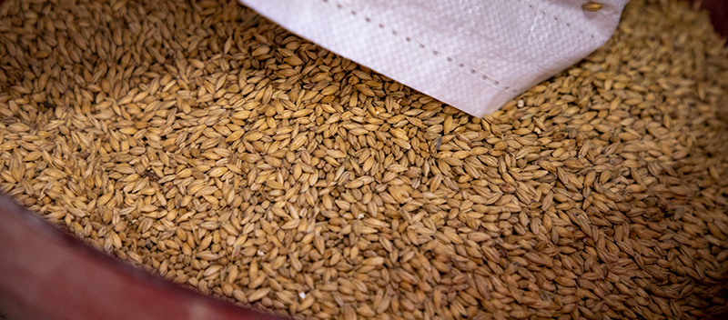Barley grain in a tub.